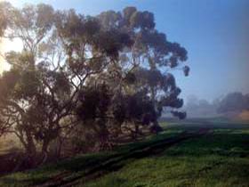 Island Pure Sheep Dairy And Cheese Factory - Accommodation Brunswick Heads 2
