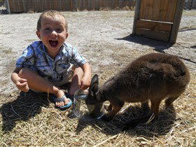 Animal Farm Goolwa - Accommodation Brunswick Heads 0