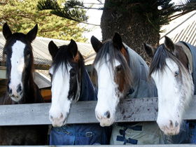 Victor Harbor Horse Drawn Tramway - Accommodation Brunswick Heads 0