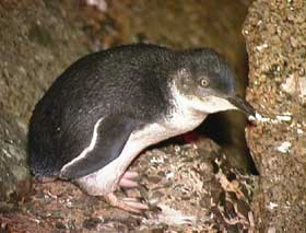 Granite Island Recreation Park - Accommodation Brunswick Heads 1