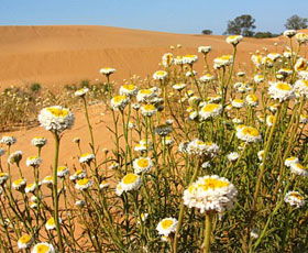 Perry Sandhills - Accommodation Brunswick Heads 1
