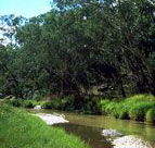 Salvator Rosa Section - Carnarvon National Park - Accommodation Brunswick Heads