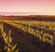 Ralph Fowler Wines - Accommodation Brunswick Heads