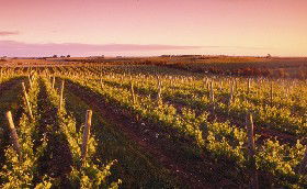Ralph Fowler Wines - Accommodation Brunswick Heads 0