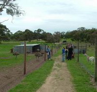 Avenue Emus - Accommodation Brunswick Heads