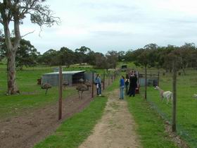 Avenue Emus - Accommodation Brunswick Heads 0