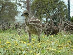 Avenue Emus - Accommodation Brunswick Heads 1