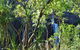 Manngarre Rainforest Walk - thumb 1