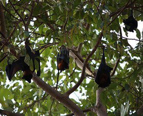Manngarre Rainforest Walk - Accommodation Brunswick Heads 0
