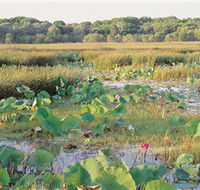 Fogg Dam Conservation Reserve - Accommodation Brunswick Heads