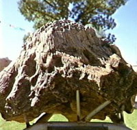Fossilised Tree - Accommodation Brunswick Heads