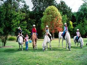 Limestone Coast Horseriding - Accommodation Brunswick Heads 0