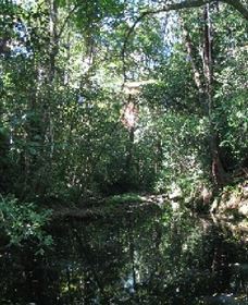 Wabunga Wayemba (Charmillan Creek Walking Track) - Accommodation Brunswick Heads 0