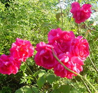 Bishop's Lodge Historic House and Heritage Rose Garden - Accommodation Brunswick Heads