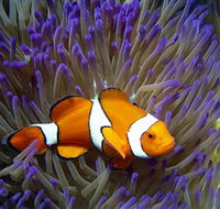Reef HQ Aquarium - Accommodation Brunswick Heads