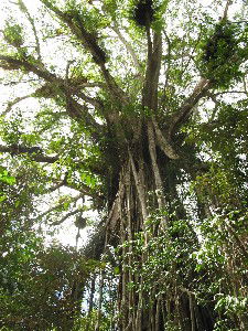 Cathedral Fig Tree - Accommodation Brunswick Heads 0