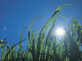Australian Sugar Industry Museum - Accommodation Brunswick Heads 0