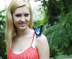 Australian Butterfly Sanctuary - Accommodation Brunswick Heads 0