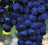 De Bortoli Wines Bilbul - Accommodation Brunswick Heads