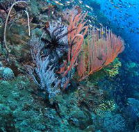 SS Yongala Dive Site - Accommodation Brunswick Heads
