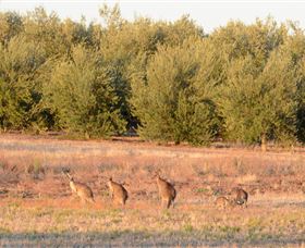 Yarrow Park - Accommodation Brunswick Heads 4