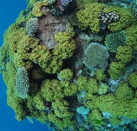 Keeper Reef Dive Site - Accommodation Brunswick Heads