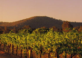Taltarni Vineyards - Accommodation Brunswick Heads 0