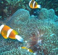 Davies Reef Dive Site - Accommodation Brunswick Heads