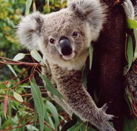 Koala Spotting Regeneration Reserve - Accommodation Brunswick Heads