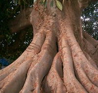 The Big Fig Tree - Accommodation Brunswick Heads