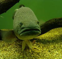 John Lake Centre - Narrandera Fisheries Centre - Accommodation Brunswick Heads