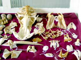 Sarina District Historical Centre - Accommodation Brunswick Heads 3