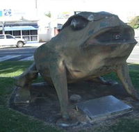 Big Cane Toad - Accommodation Brunswick Heads