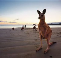 Wallabies on the Beach at Cape Hillsborough - Accommodation Brunswick Heads