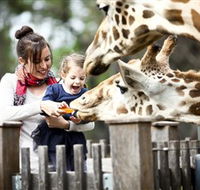 Taronga Western Plains Zoo Dubbo - Accommodation Brunswick Heads