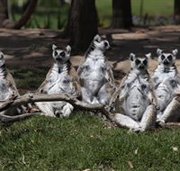 Savannah Visitor Plaza Taronga Western Plains Zoo Dubbo - Accommodation Brunswick Heads