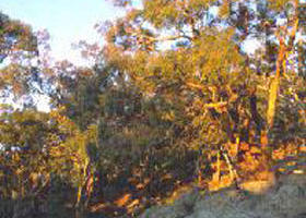 Mount Alexander Regional Park - Accommodation Brunswick Heads 0