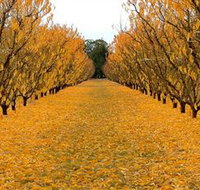 Sun Country on the Murray Farm Gate Trail - Accommodation Brunswick Heads