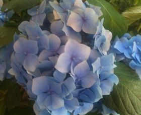 Abandon Stress Mobile Massage - Accommodation Brunswick Heads 3