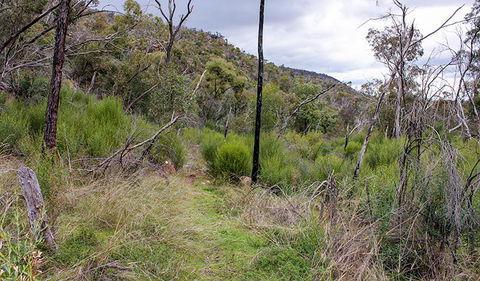 Lynchs Loop Trail - Accommodation Brunswick Heads 0