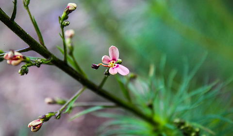 Lynchs Loop Trail - Accommodation Brunswick Heads 2