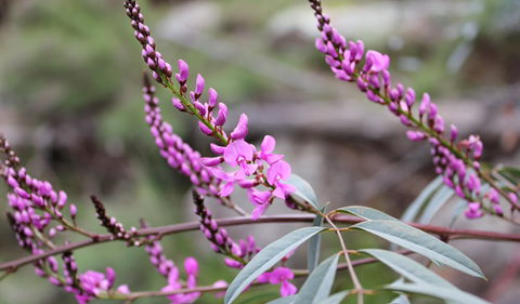 Basin Gully To Eualdrie Lookout Track - Accommodation Brunswick Heads 1