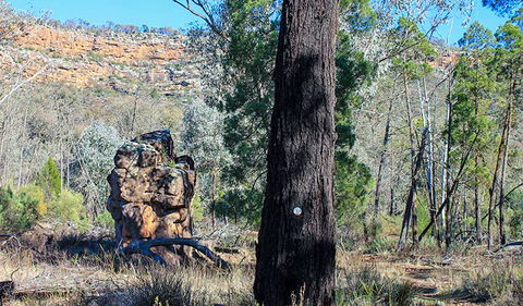 Eualdrie Walking Track - Accommodation Brunswick Heads 0