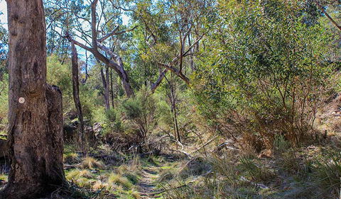 Eualdrie Walking Track - Accommodation Brunswick Heads 1