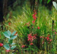 Enfield State Park - Accommodation Brunswick Heads