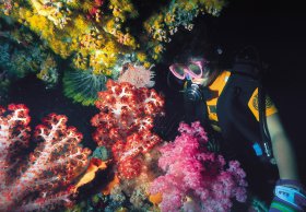 Bait Reef And Garys Lagoon Dive Site - Accommodation Brunswick Heads 1