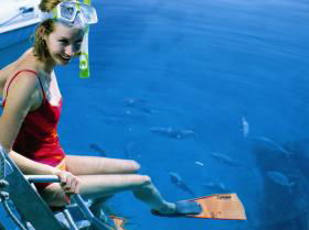 Bait Reef And Garys Lagoon Dive Site - Accommodation Brunswick Heads 2
