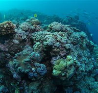 Manta Ray Drop Off Dive Site - Accommodation Brunswick Heads