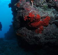 Stepping Stones Dive Site - Accommodation Brunswick Heads