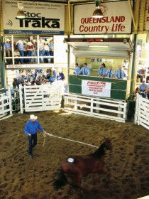 Gracemere QLD Accommodation Brunswick Heads